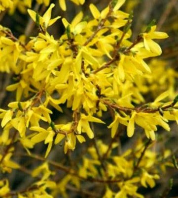 Forsythia x intermedia 'Nana' (Vidējā forsītija), 0.3 m, konteiners C3