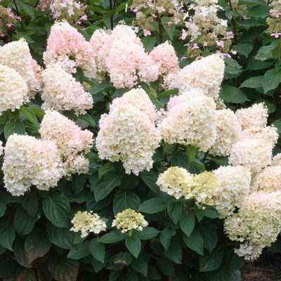 Hydrangea paniculata 'Pee Wee' (Skarainā hortenzija), konteiners C5