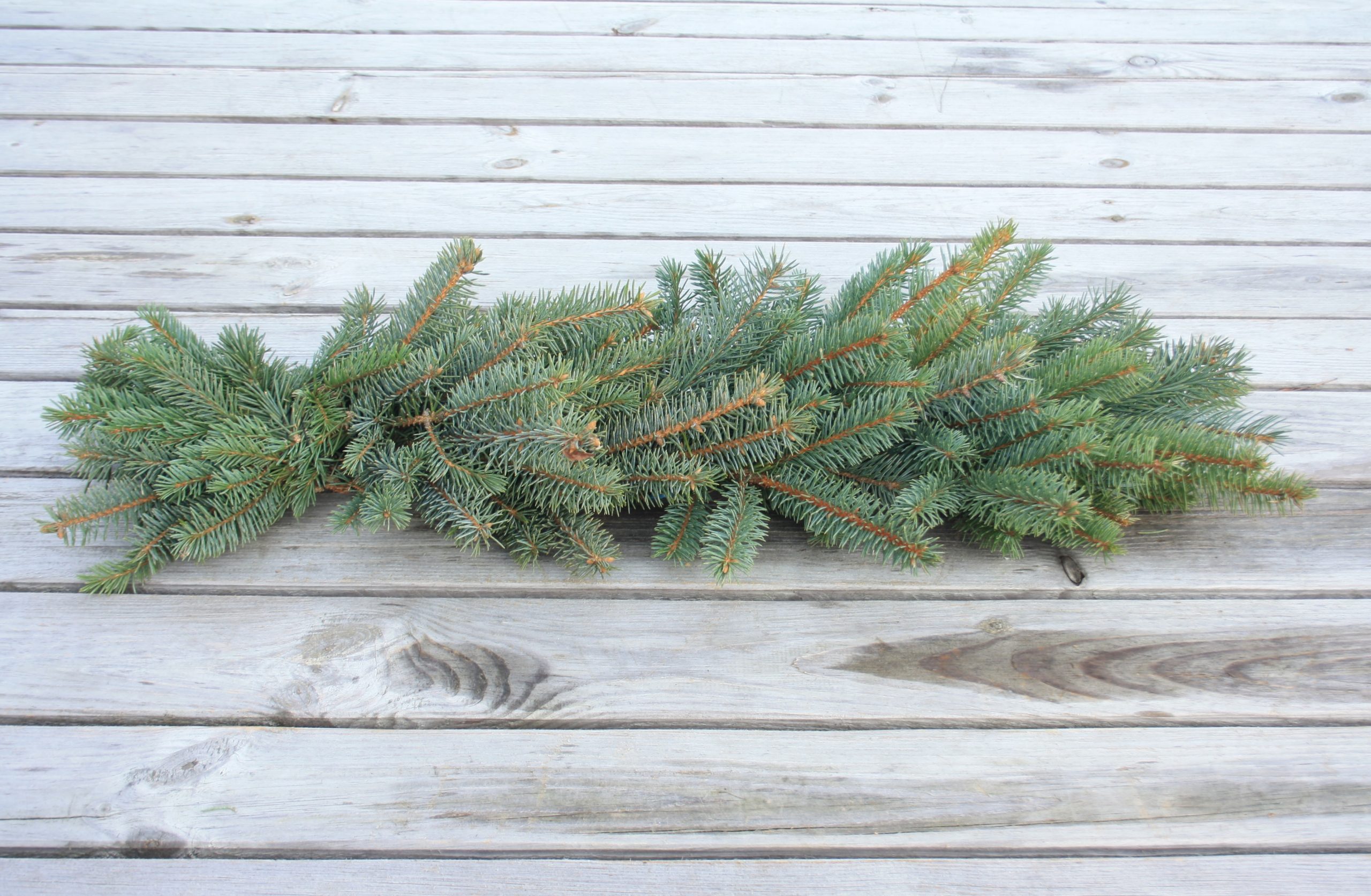 Asās egles zaru vītne, vienpusēja, 1 m