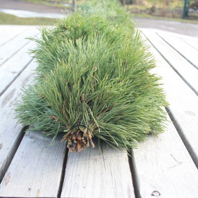 Priežu zaru vītne, vienpusēja, 1 m