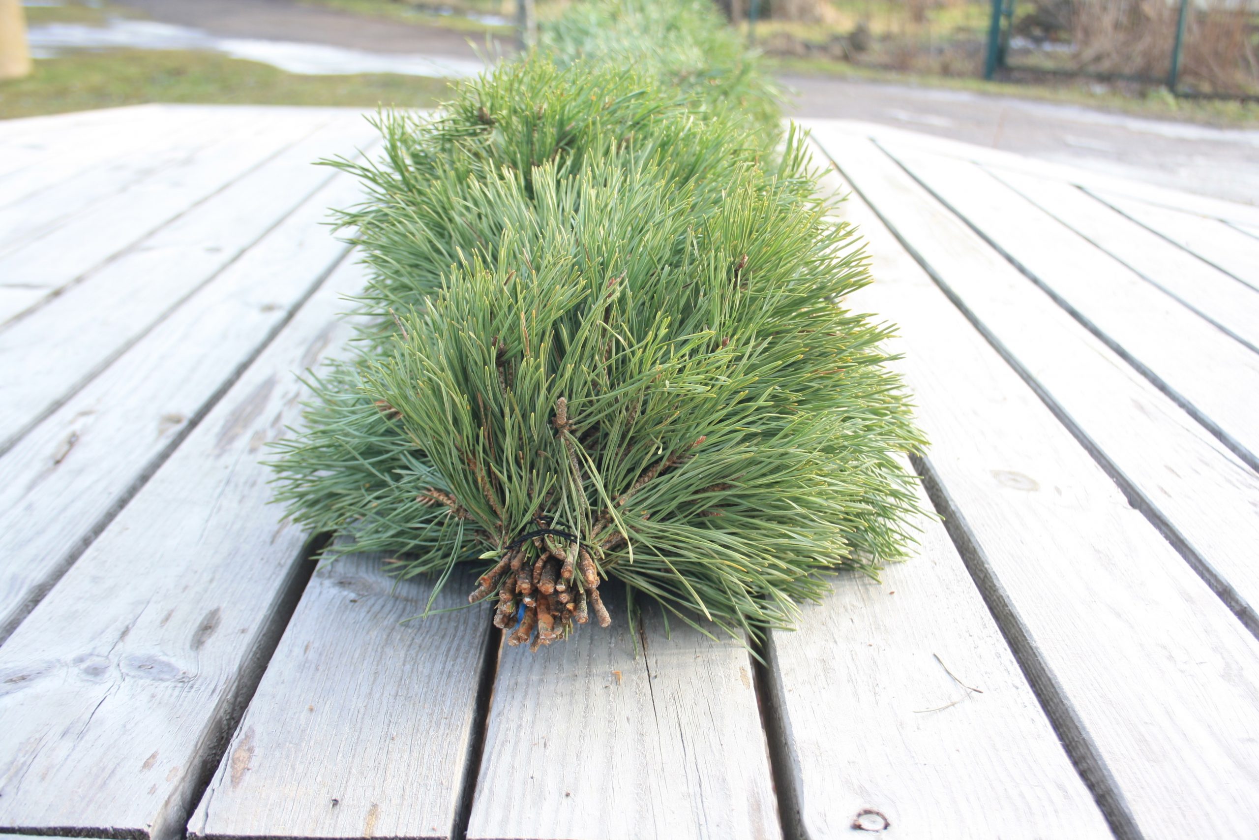 Priežu zaru vītne, abpusēja, 1 m - Image 4