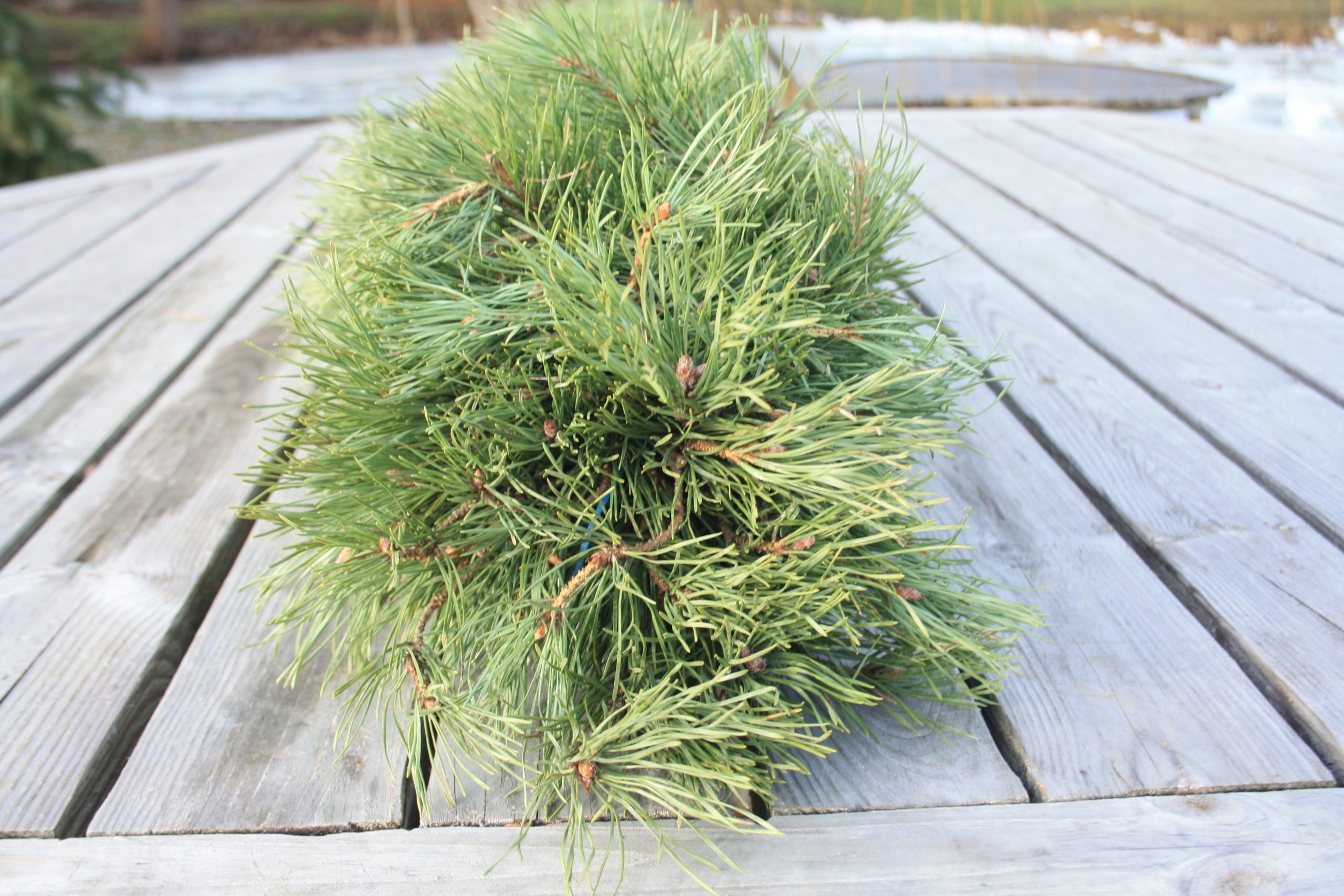 Priežu zaru vītne, abpusēja, 1 m - Image 3