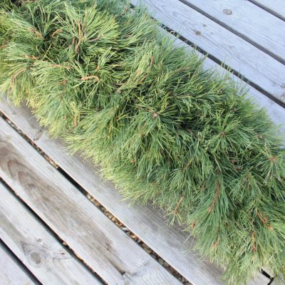 Priežu zaru vītne, abpusēja, 1 m