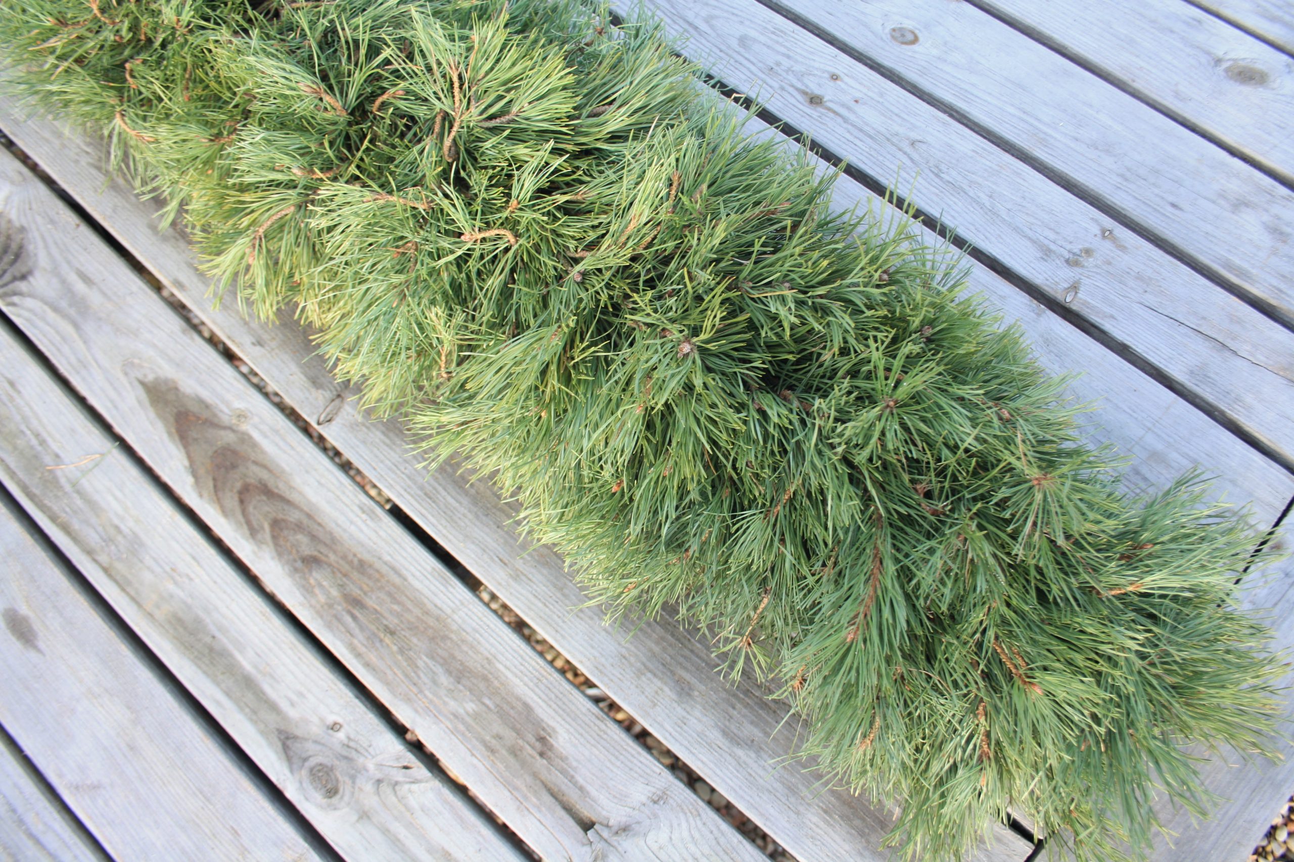 Priežu zaru vītne, abpusēja, 1 m