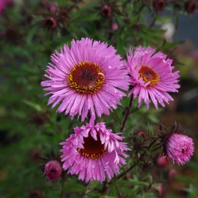 Aster novi-angliae (Jaunanglijas ziemastere), konteiners P15