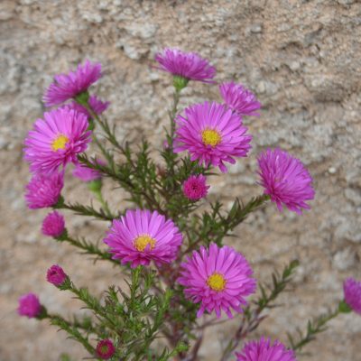 Aster novaee-belgii 'Little Plum' (Jaunbeļģijas ziemastere), konteiners P11