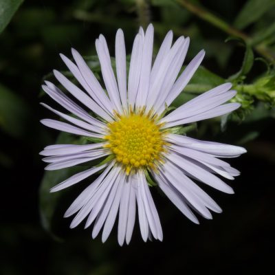Aster dumosus 'Kristina' (Spilvenveida ziemastere), konteiners P11