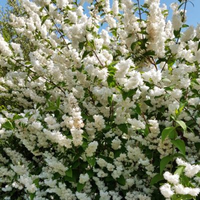 Deutzia scabra 'Candidissima' (Robotā deicija), 0,30 m, konteiners C3