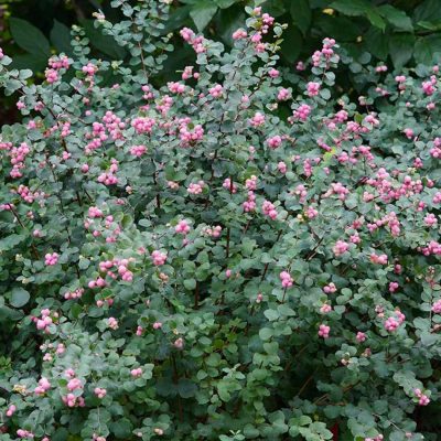 Symphoricarpos doorenbosii 'Amethist' (Dorenbosas sniegoga), konteiners C5