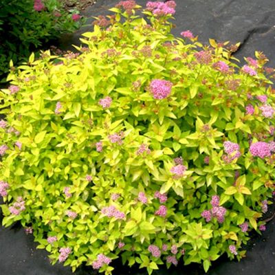 Spiraea japonica 'Golden Princess' (Japānas spireja), konteiners C3