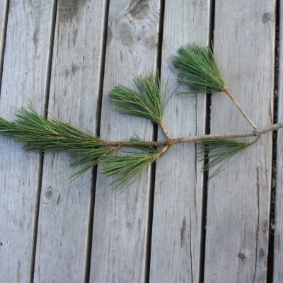 Maķedonijas priedes zari, 50-60 cm