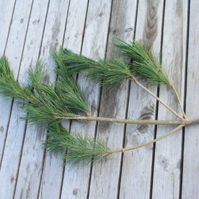 Maķedonijas priedes zari, 80-100 cm