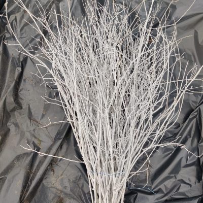 Krāsots zars, balts, 1 gab., 1.00-1.20 m