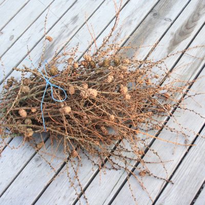 Lapegles zari ar čiekuriem, 50-60 cm