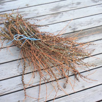 Lapegles zaru paka, 50-60 cm