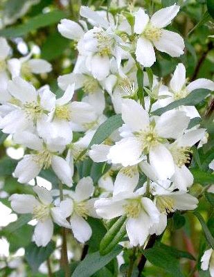 Philadelphus x lemoinei (Lemuāna filadelfs (jasmīns)), konteiners C5