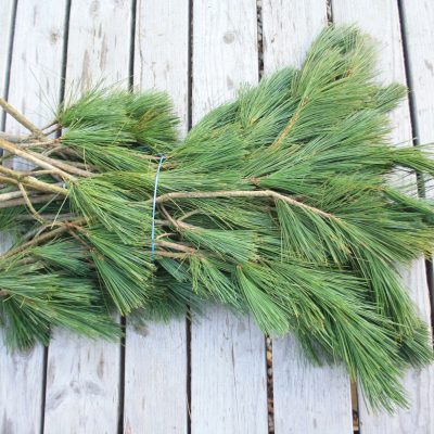 Maķedonijas priedes zaru paka, 50-60 cm