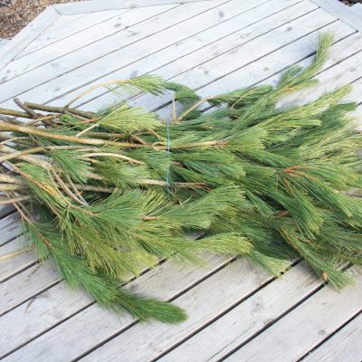 Maķedonijas priedes zaru paka, 80-100 cm