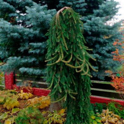 Picea abies 'Inversa' (Parastā egle, šķirne), 2,20 m, kailsaknis