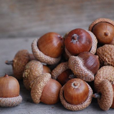 Sarkanā ozola zīles/cepurītes (10 gab.*)