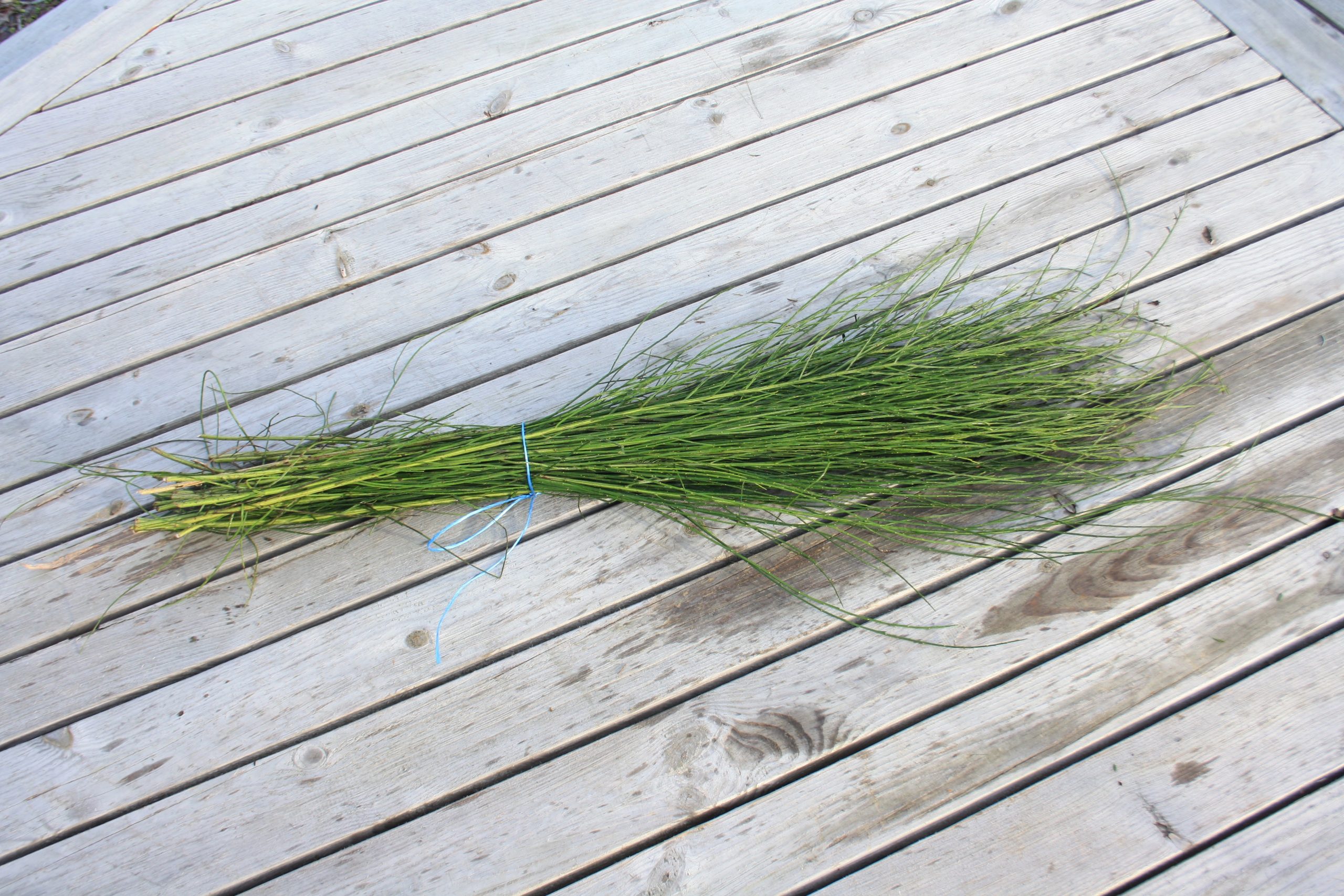 Slotzara zaru paka, 50-70 cm