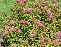 Spiraea 'Dacota Goldcharm' (Spireju šķirne), konteiners C2