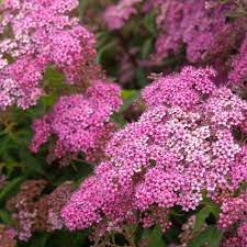 Spiraea 'Neon Flash' (Spireju šķirne), konteiners C3