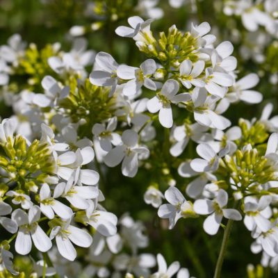 Arabis procurrens 'Glacier' (Ložņu arābe), konteiners P11