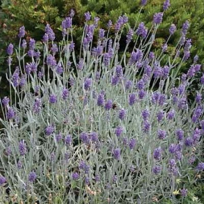 Lavandula angustifolia (Šaurlapu lavanda), konteiners C 1,5