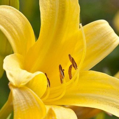 Hemerocallis lutea (Dzeltenā dienziede), konteiners C2
