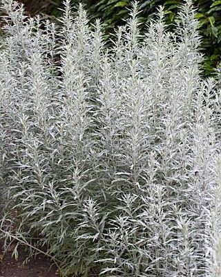 Artemisia ludoviciana 'Silver Queen' (Ludviga vībotne), konteiners P11
