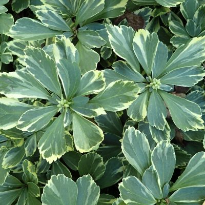 Pachysandra terminalis 'Variegata' (Galotnes pahisandra), konteiners P11