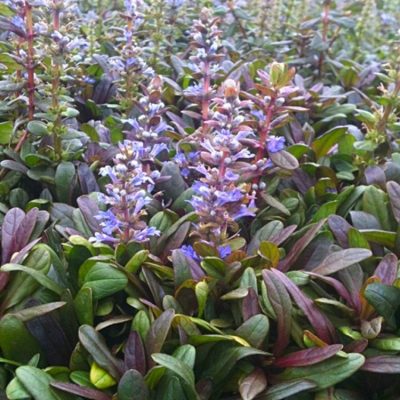 Ajuga reptans 'Mini Mahagoni' (Ložņu cekuliņš), konteiners P9