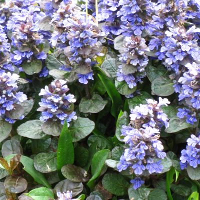 Ajuga reptans 'Metalica Crispa' (Ložņu cekuliņš), konteiners P9
