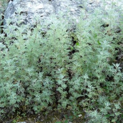 Artemisia pontica (Ponta vērmele), konteiners C4