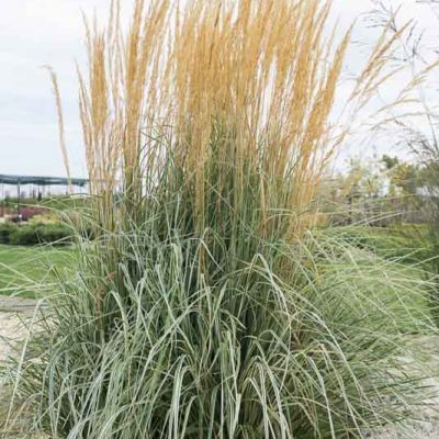 Calamagrostis acutiflora 'Owerdam' (Asziedu ciesa), konteiners P11