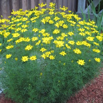 Coreopsis verticillata (Smalklapu brūnactiņa), konteiners P11