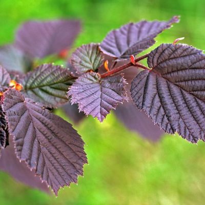 Corylus avellana 'Fuscorubra' (Sarkanā lazda), konteiners C7