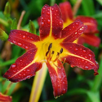 Hemerocallis 'Autumn Red' (Dienziedes), konteiners P13