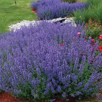 Nepeta x faassenii 'Walker's Low' (Kaķumētra), konteiners P11