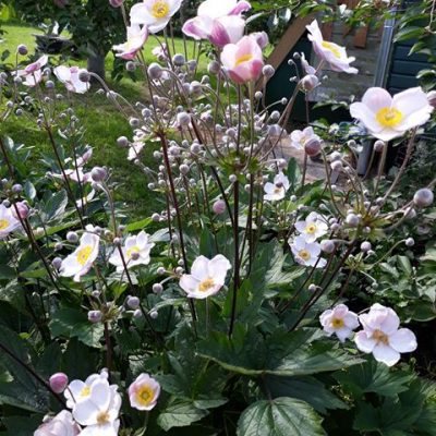 Anemone tomentosa (Tūbainā anemone), konteiners P13