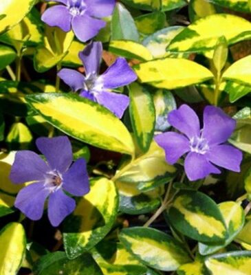Vinca minor 'Imagine' (Mazā kapmirte), konteiners P9