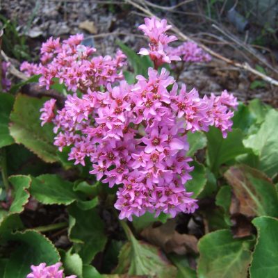 Bergenia hybrida 'Ballawley' (Hibrīdā bergēnija), konteiners C2