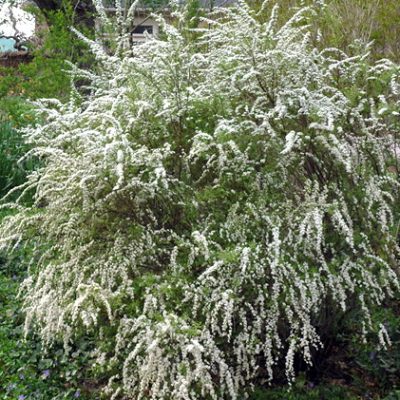 Spiraea arguta 'Compacta' (Asā spireja), konteiners C4