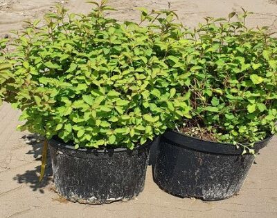 Spiraea vanhouttei 'Medeloch' (Vanhuta spireja), konteiners C4