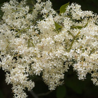 Syringa amurensis (Amūras ceriņš), konteiners C7