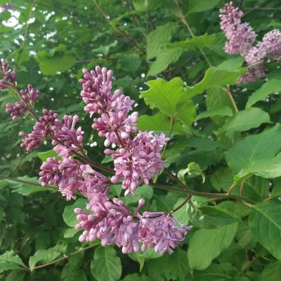 Syringa josikaea (Ungārijas ceriņš), konteiners C10