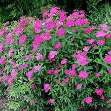 Spiraea japponica 'Anthony Waterer' (Japānas spireja), konteiners C3