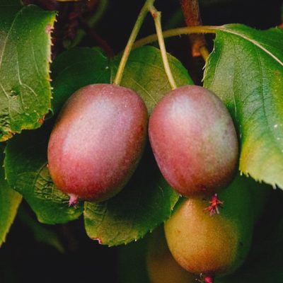 Actinidia arguta 'Geneva'; sievišķie augi (asā aktinīdija, šķ.), konteinera tips C5