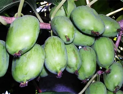 'Kijevas hibrīds'; sievišķie augi (asā aktinīdija, hibrīds), konteinera tips C5